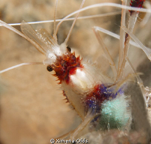 Cleaner Shrimp with Eggs. Olympus Sp350 by Ximena Olds 